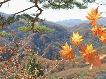 多地开展“小球童和助跑员”志愿活动